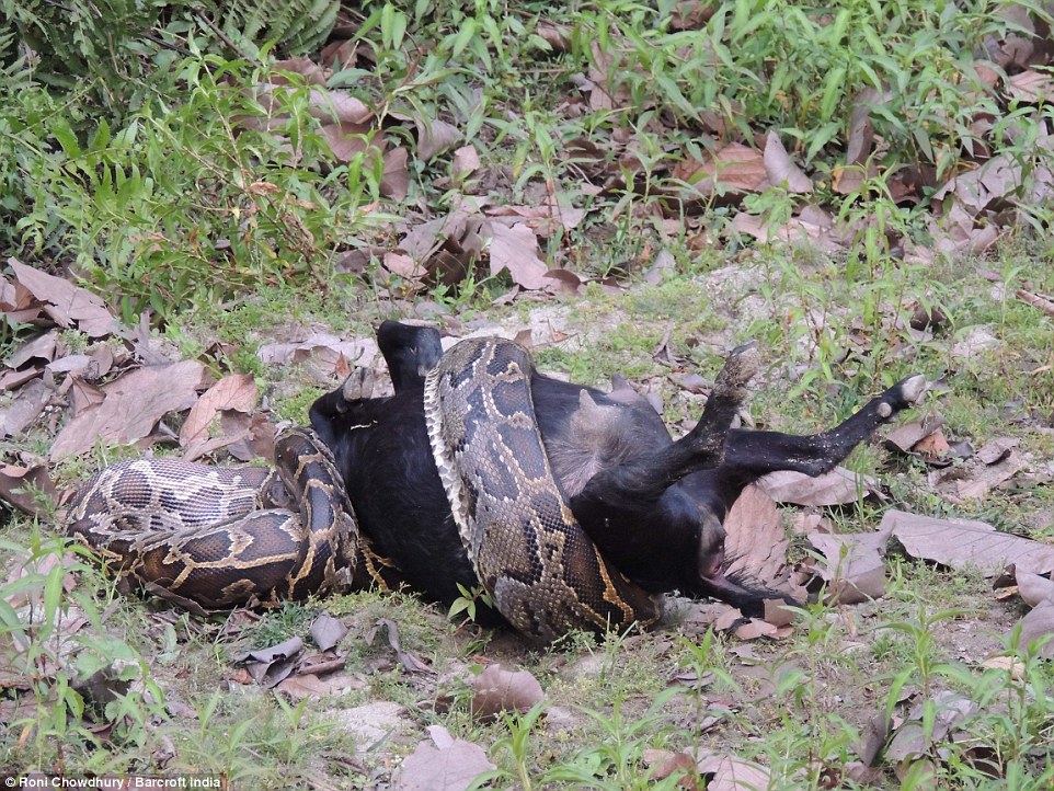 Horrific moment live goat is swallowed by 10ft python in Indian nature reserve