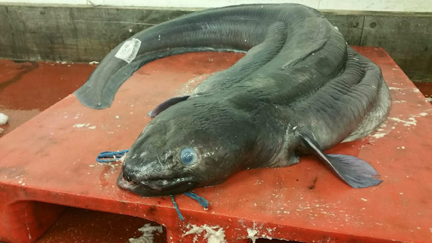 Record-breaking fish caught off British coast