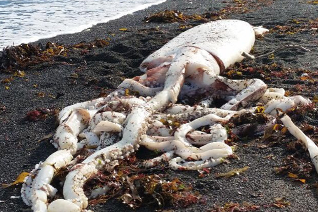 Giant sea monster from the deep washes up on New Zealand beach