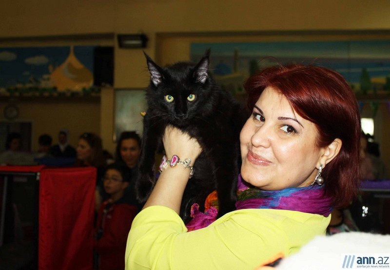 Выставка кошек в Баку – РЕПОРТАЖ