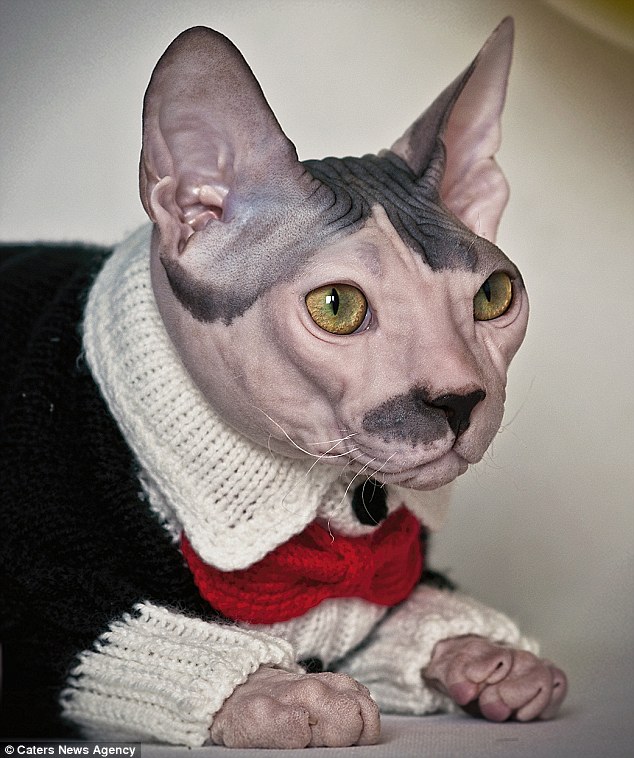 Cat that looks like Hitler