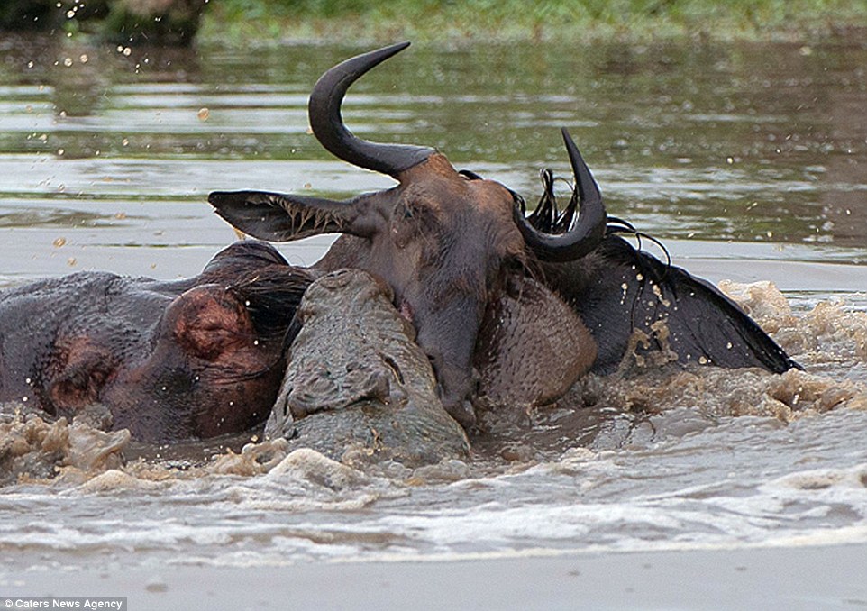 Amazing three-way battle to the death between a hippo, a crocodile and a wildebeest