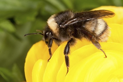 Пчела  