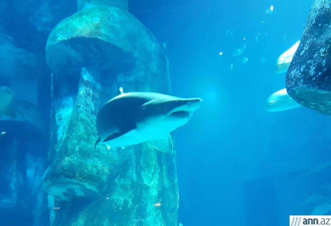 Sualtı həyat – London akvariumundan REPORTAJ