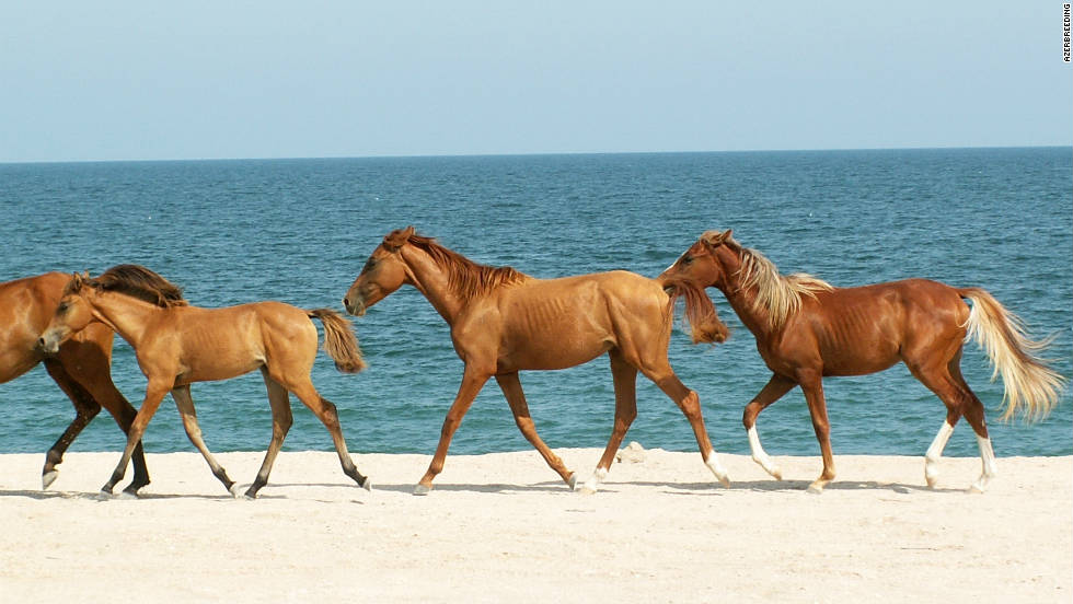 The Azerbaijani sport that makes horse sense