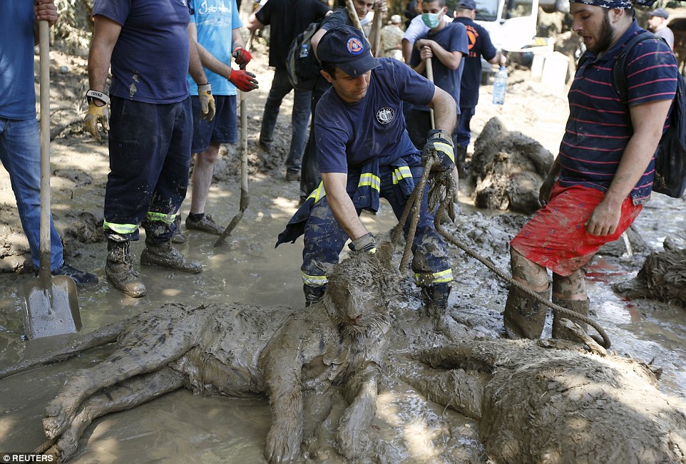 A pitiful end for the animals of Georgia's flooded zoo