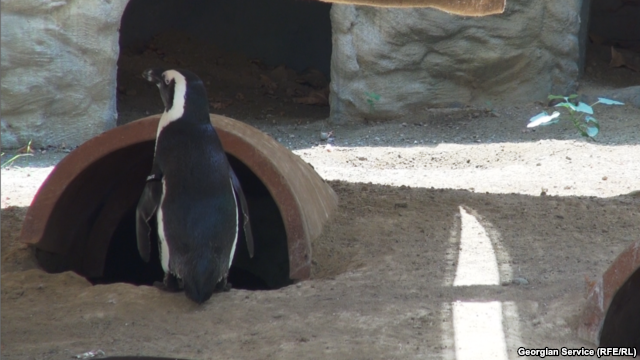 Penguin from flooded Tbilisi zoo swims to Azerbaijani border