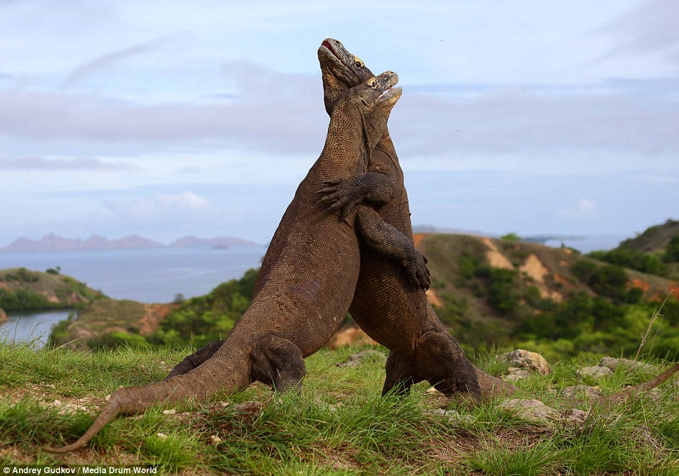 Real life battle between two Komodo dragons