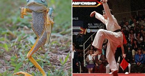 The frog that thinks it's the Karate Kid