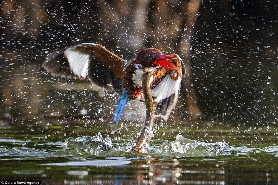 Kingfisher survives being dragged underwater