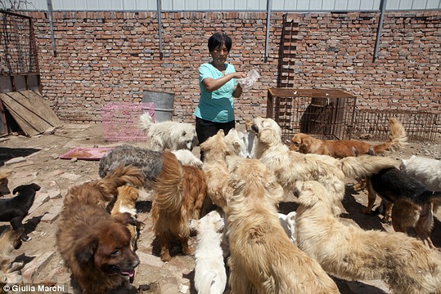 Revealed, the hero of the Chinese dog meat festival