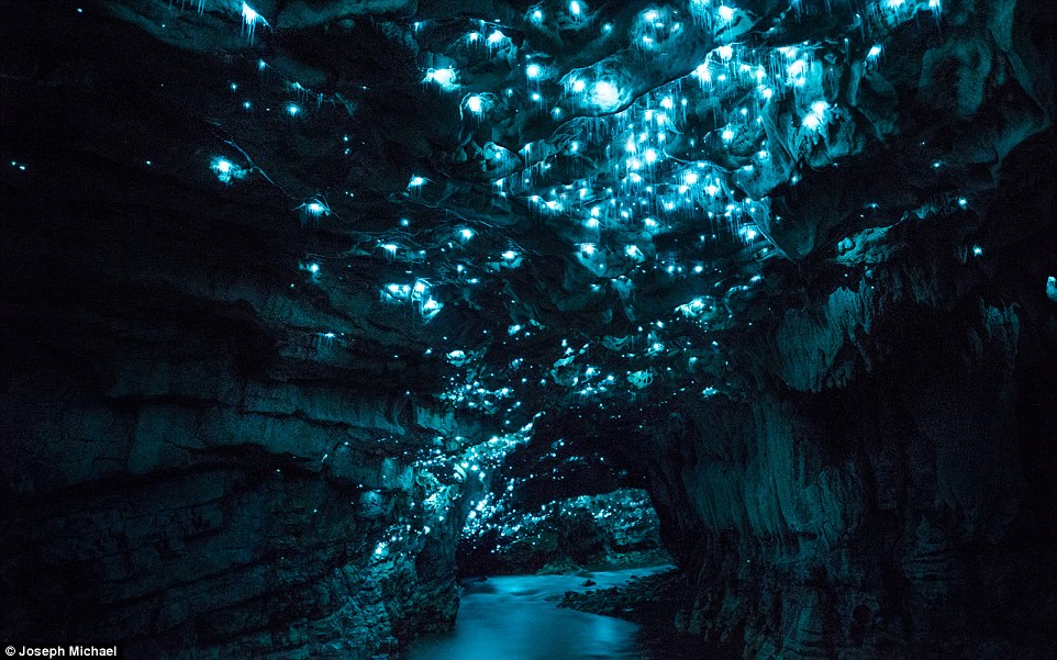 Photographer's mesmerising shots of glow worms