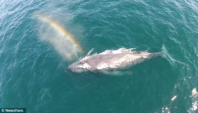 Drone captures humpback whale spraying a RAINBOW from its blow hole