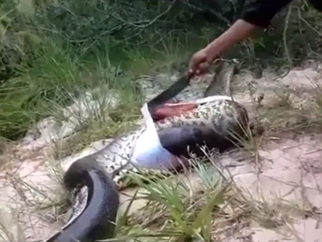 Villagers cut open swollen body of a dead anaconda to discover ...