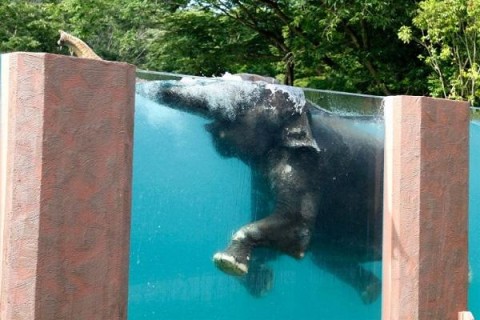 Создан прозрачный бассейн для слонов