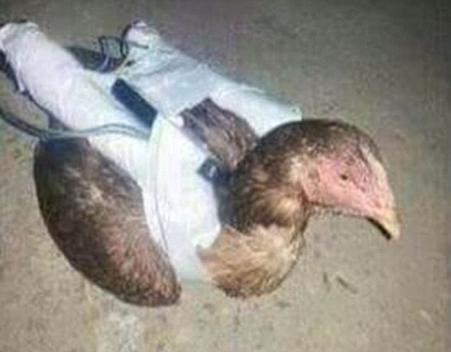 Is ISIS developing suicide CHICKENS?