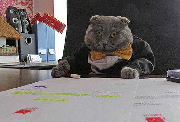Румынского кота назначили пиар-менеджером