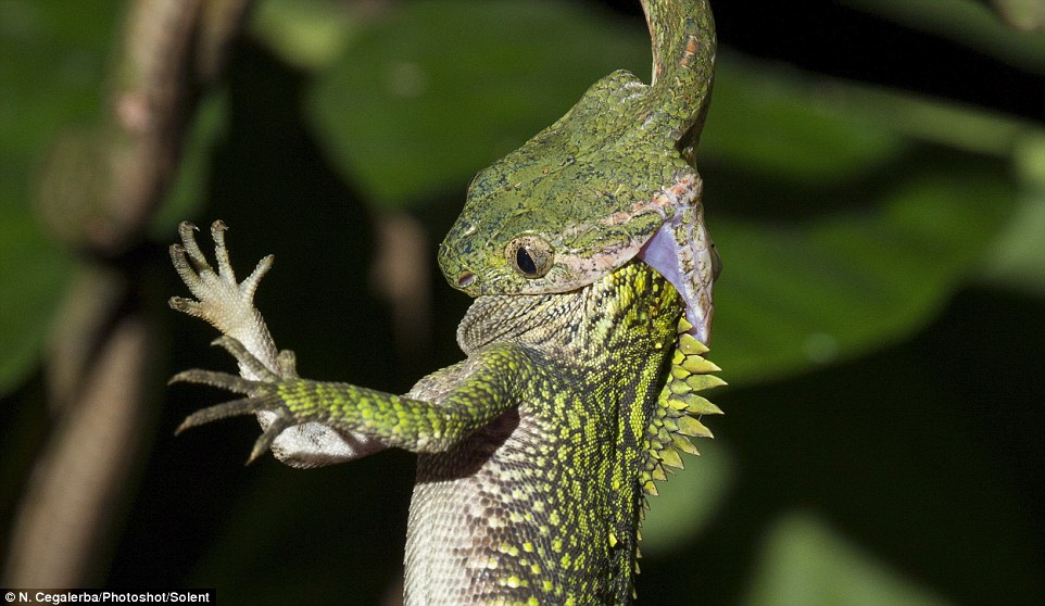 Incredible moment a skinny snake swallows a much fatter lizard head first