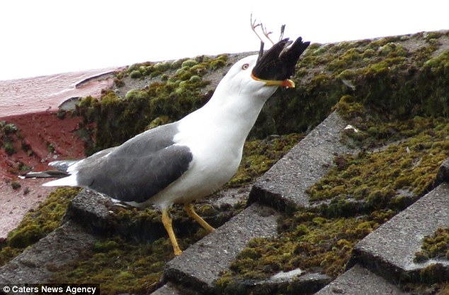 Seagull turns cannibal and smashes a tiny starling