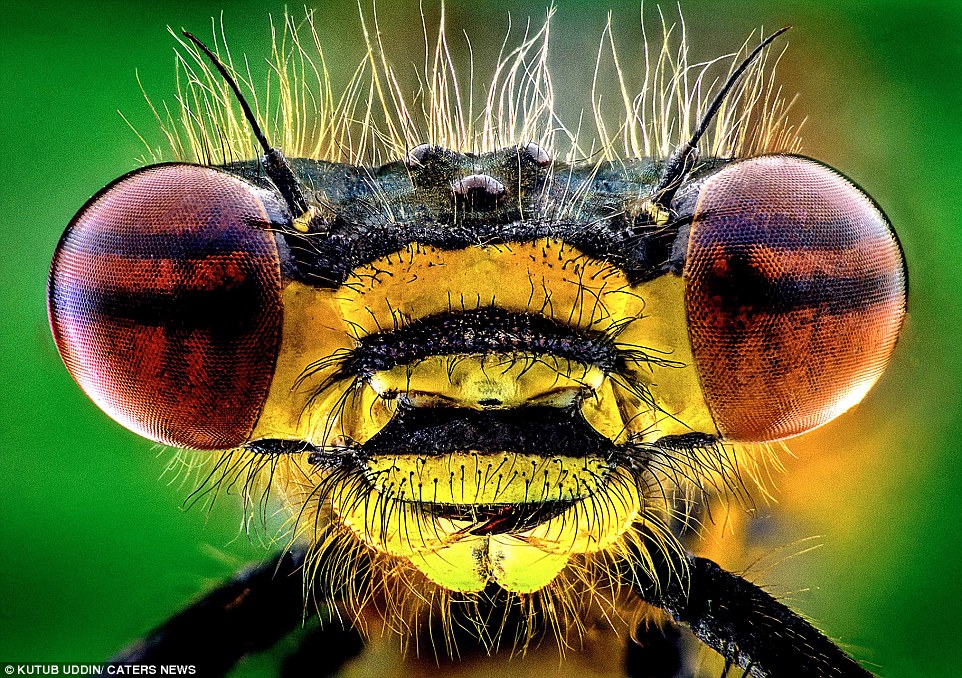 If you're scared of insects, look away from these magnified images