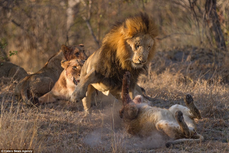 Photographer captures incredible images of lions fighting over their food