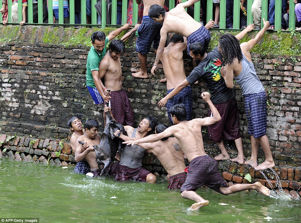 Thrashing in the water, fighting for its life