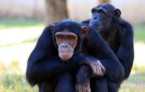 Суд отказал шимпанзе