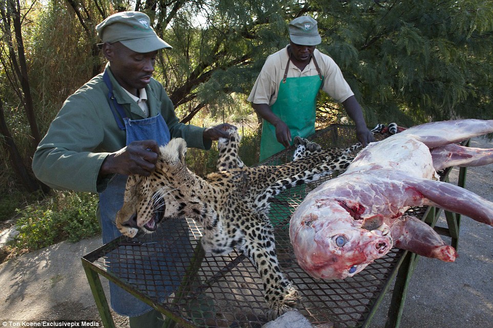 Inside the Namibian taxidermy factory which stuffs more than 6,000 animals a year