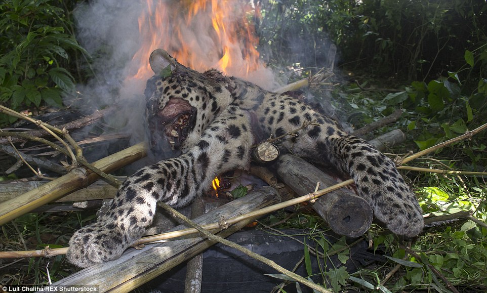 Leopard that injured five villagers in India is beaten to death with sticks and cremated