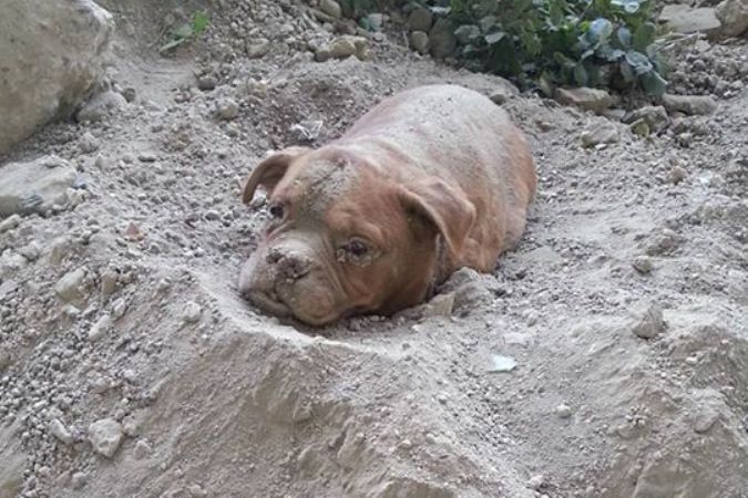Спасена заживо погребенная собака