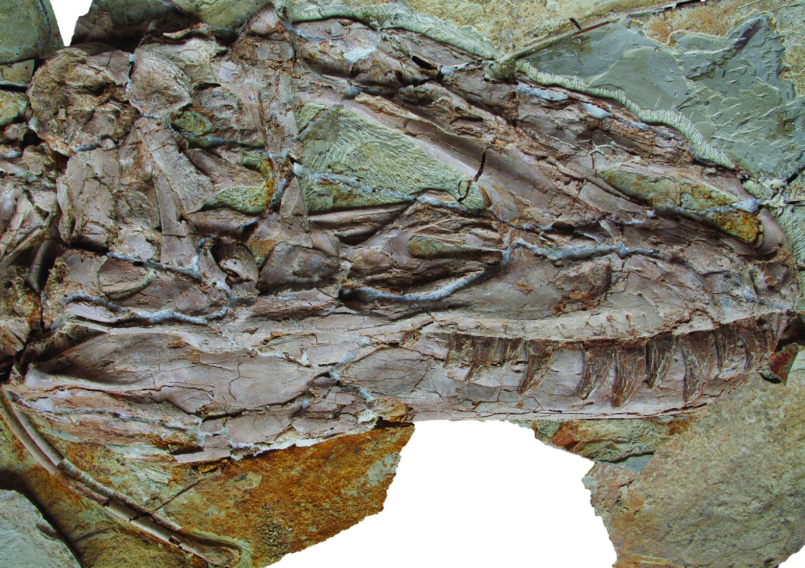 В Китае найден скелет динозавра