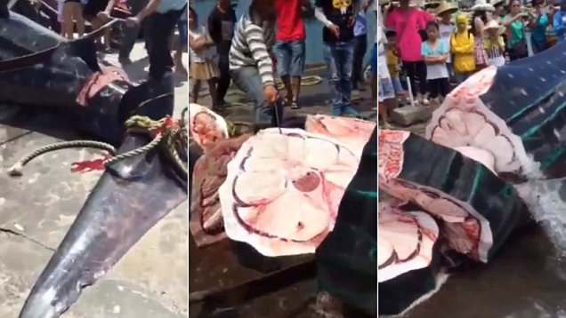 Giant whale shark being sawed into pieces and sold while STILL ALIVE