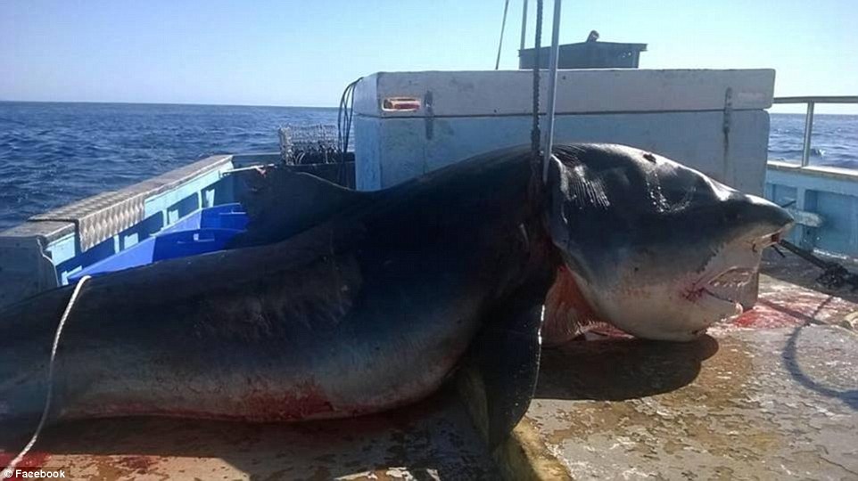 Facebook pictures emerge claiming to show a terrifying SIX METRE shark