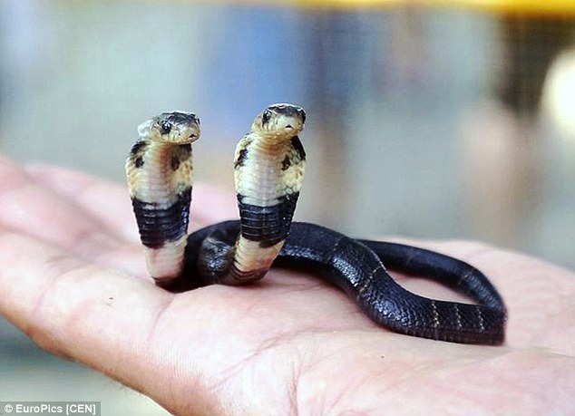 This venomous cobra has TWO heads