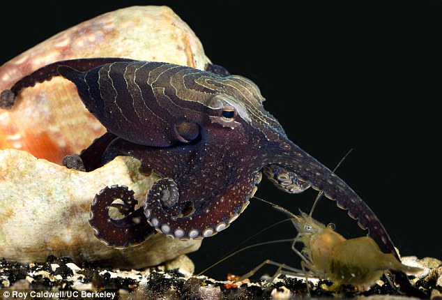 Sneaky octopus tricks its prey by TAPPING