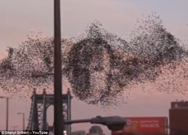 Thousands of birds flying over New York merge to form Vladimir Putin's face