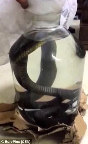 LIVE snake being drowned in alcohol to make traditional tipple