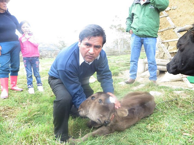 TWO-HEADED calf is born in Peru