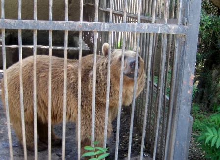 Bakı zooparkında yeniliklər olacaq - AÇIQLAMA