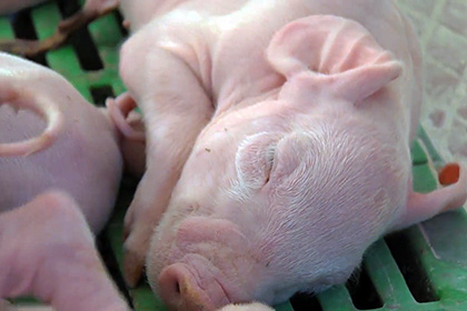 В Испании появилась пятизвездочная ферма для свиней