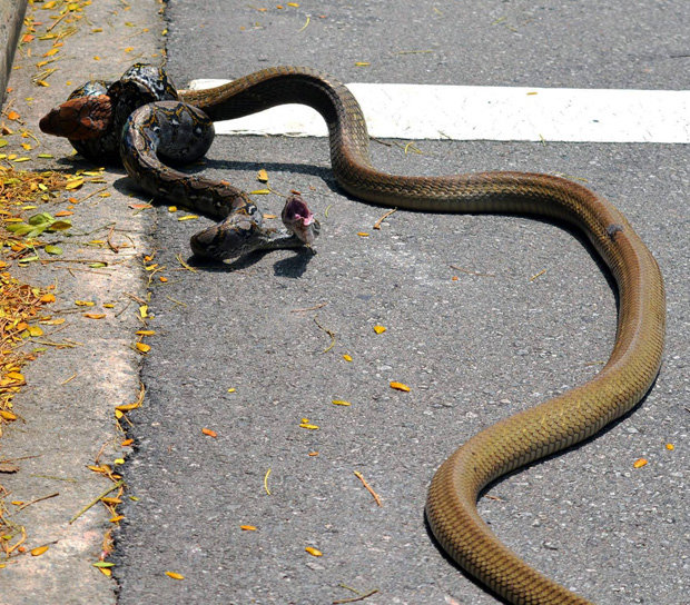 Epic battle between king cobra and python goes viral
