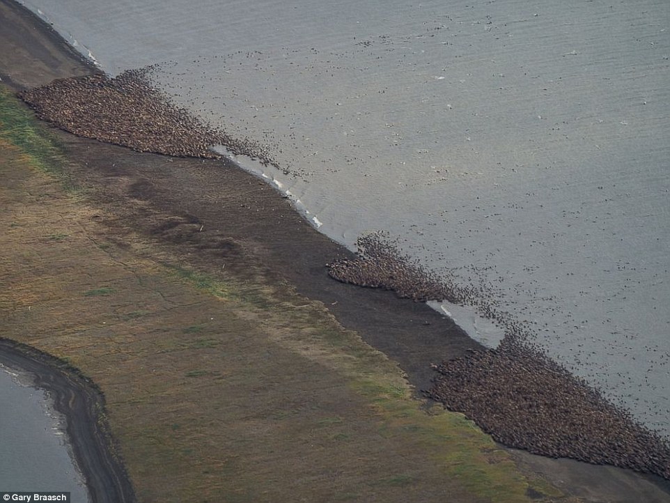 Alaska's coast filled with thousands of WALRUS coming ashore