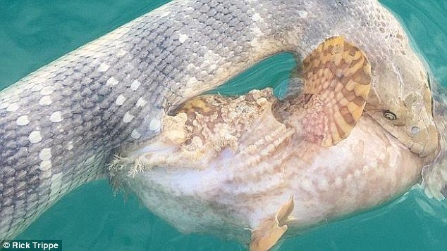 Moment a venomous sea snake and deadly stonefish locked jaws in a fight to the death