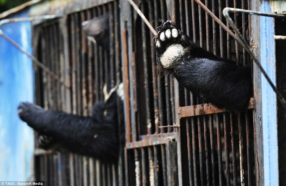 Heartbreaking pictures show battle to rescue stranded bears from flooded Russian zoo
