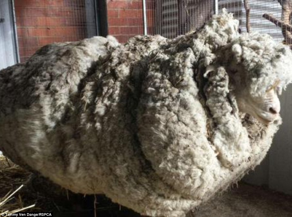 Australia's most enormous sheep gets a stunning makeover