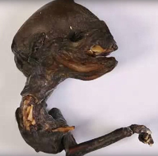 Has an alien corpse been found in Russia?