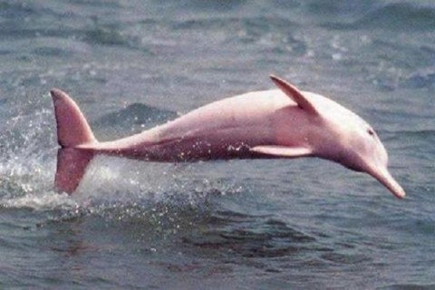 Найден уникальный розовый дельфин