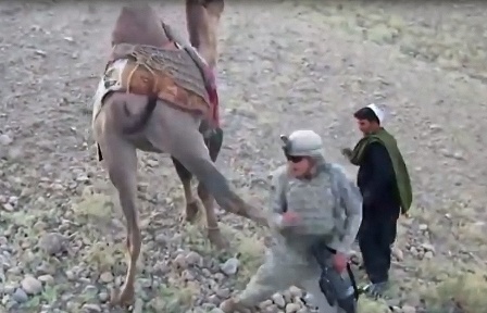 Верблюд избил военнослужащего