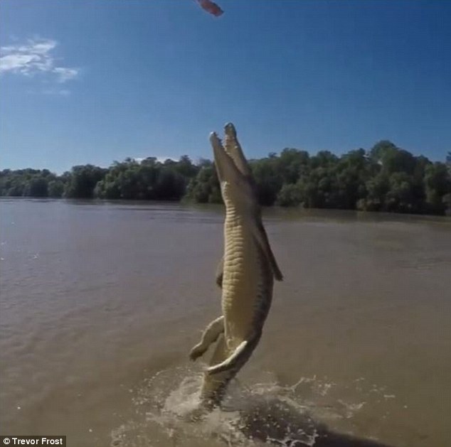 Crocodile wiggling its ENTIRE body out of the water is the creepiest thing you'll see today