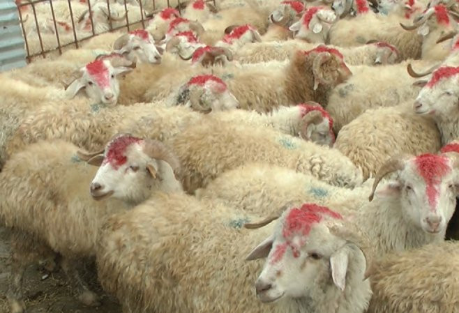 Qurban bayramı münasibətilə şəhid övladlarına kompüter veriləcək